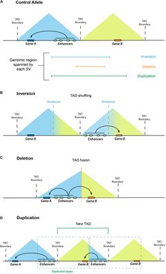 Rare or Overlooked? Structural Disruption of Regulatory Domains in Human Neurocristopathies